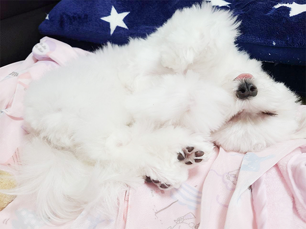卒業犬サクラちゃんの近況♪